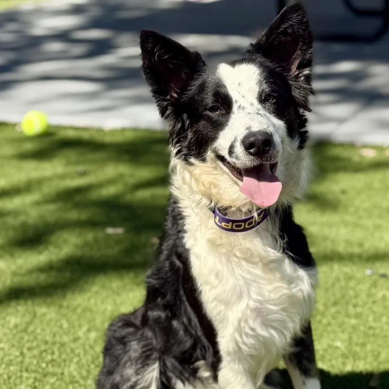 Radar Smart Border Collie thumbnail 2