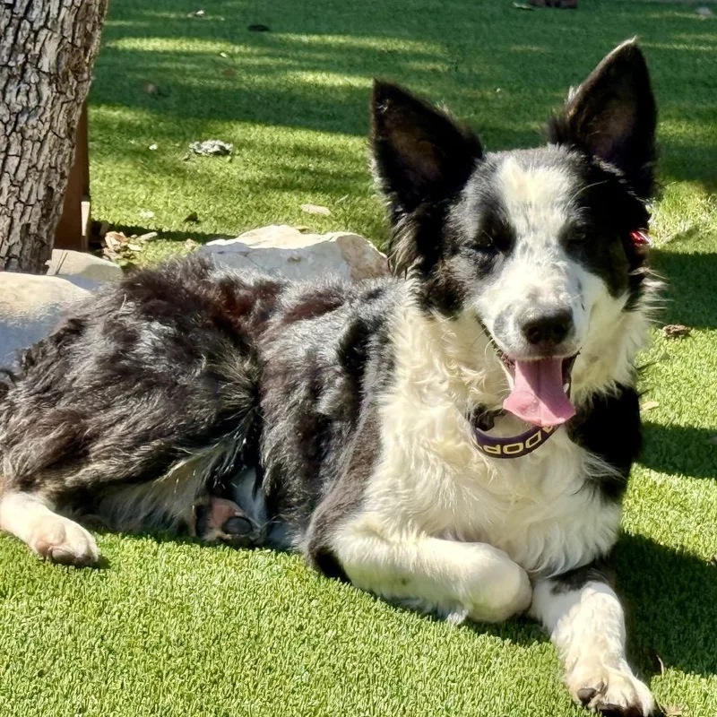 Radar Smart Border Collie thumbnail 5