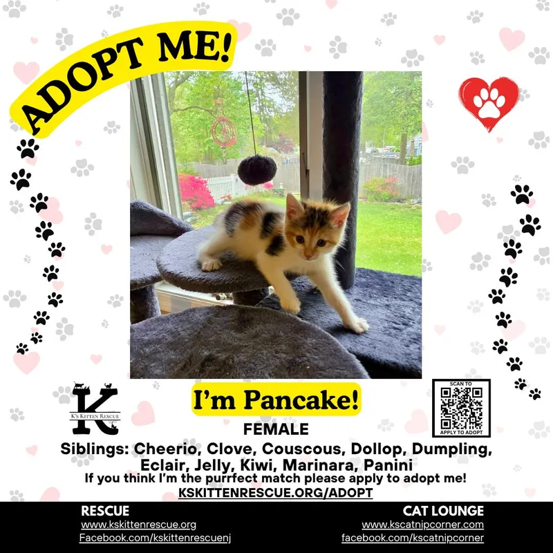 A baby medium-sized female Calico Domestic Short Hair cat named Pancake for adoption in Brick, NJ