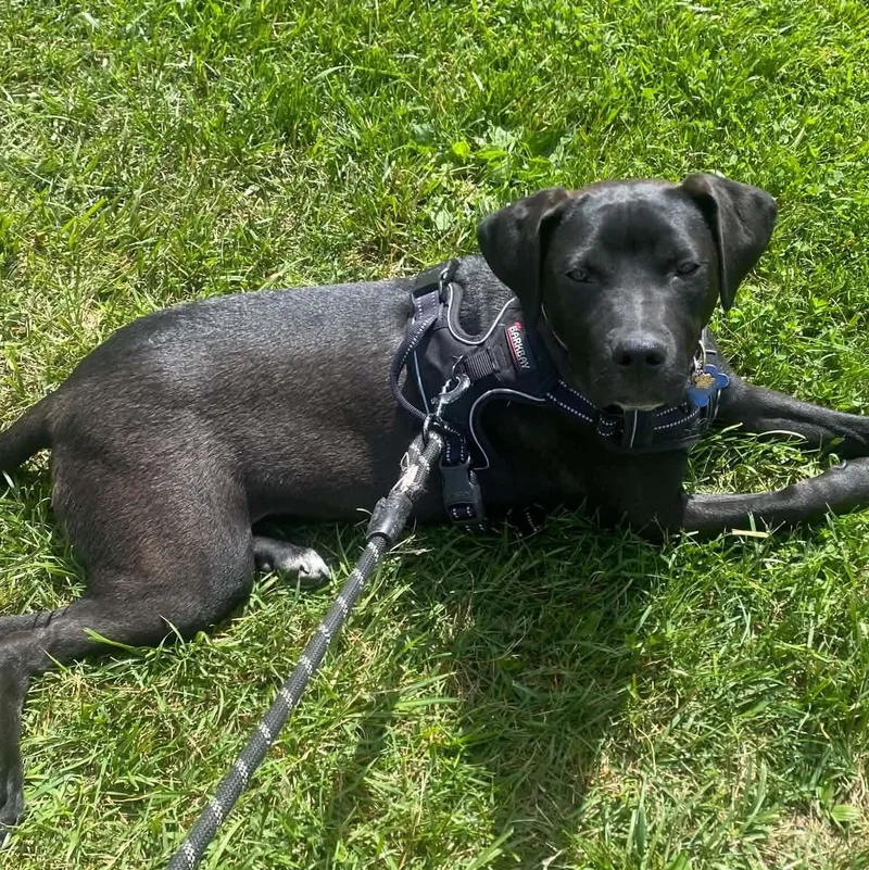 A baby large-sized male Black Labrador Retriever dog named Young Man Sam for adoption in Blue Bell, PA