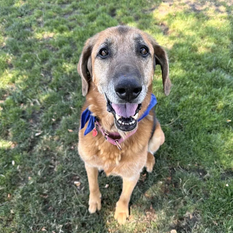 A senior large-sized female Black Mixed Breed dog named Greta for adoption in Medford, OR