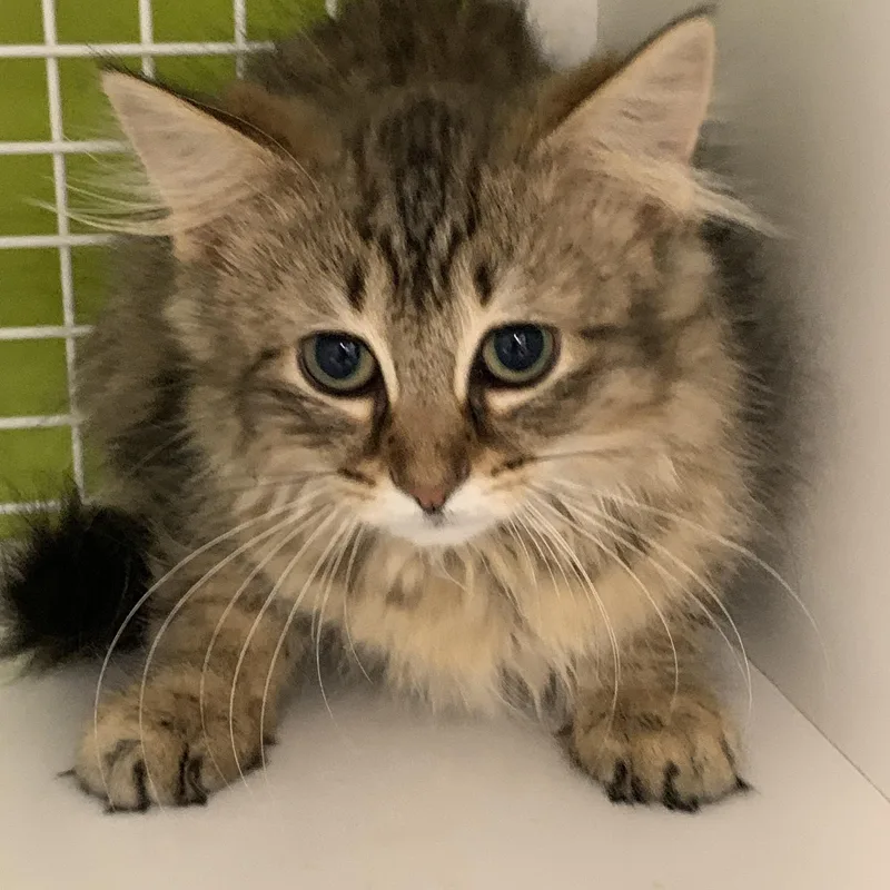 Piper