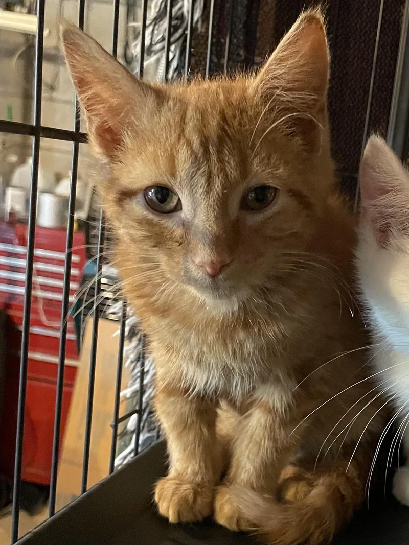 A baby medium-sized male Orange & White Domestic Short Hair cat named Rusty for adoption in lititz, PA