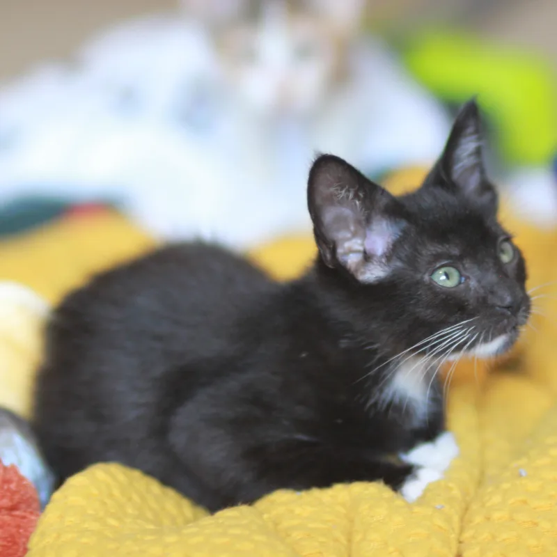 A baby small-sized male Domestic Short Hair cat named Bootsy  A HANDSOME for adoption in Boca Raton, FL