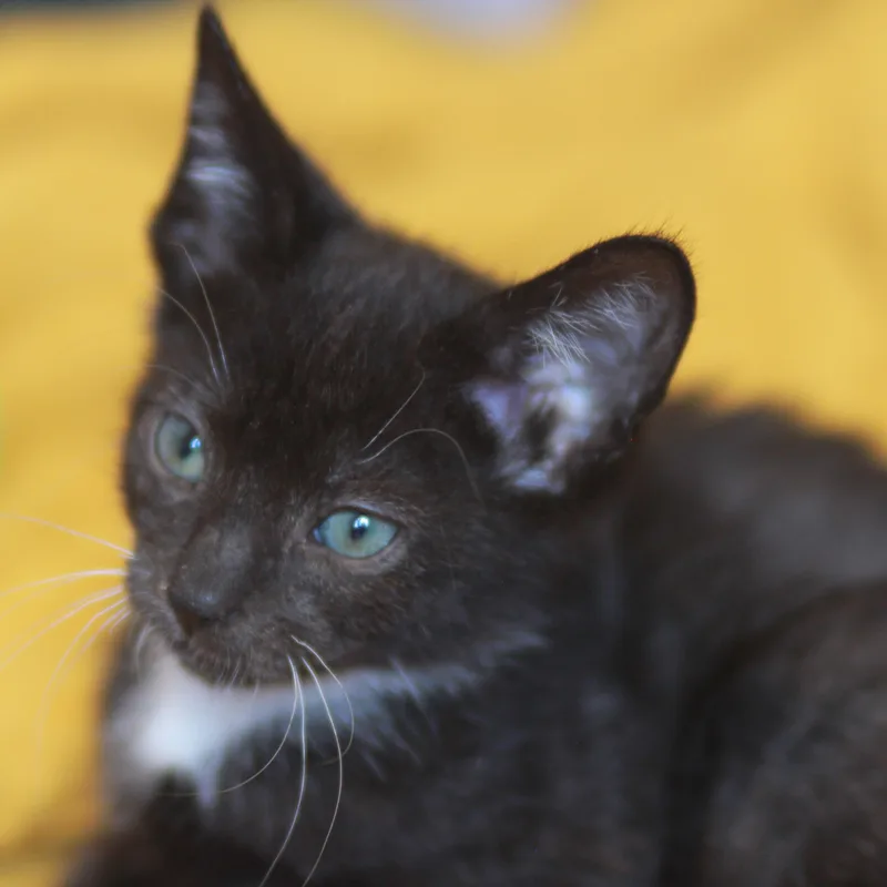 Bootsy  A HANDSOME thumbnail 2