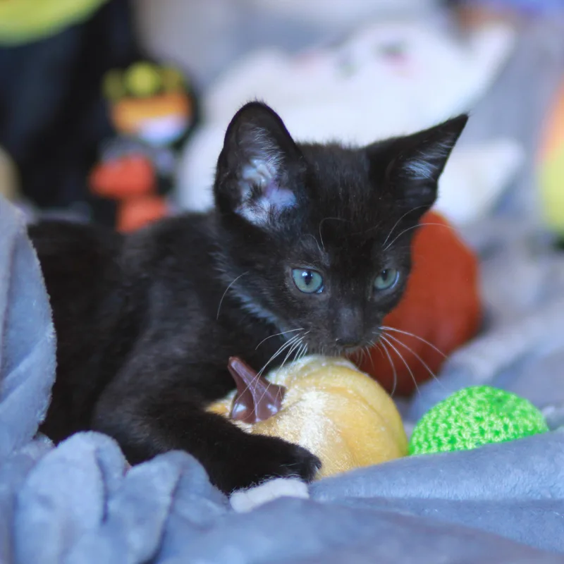 Bootsy  A HANDSOME thumbnail 4