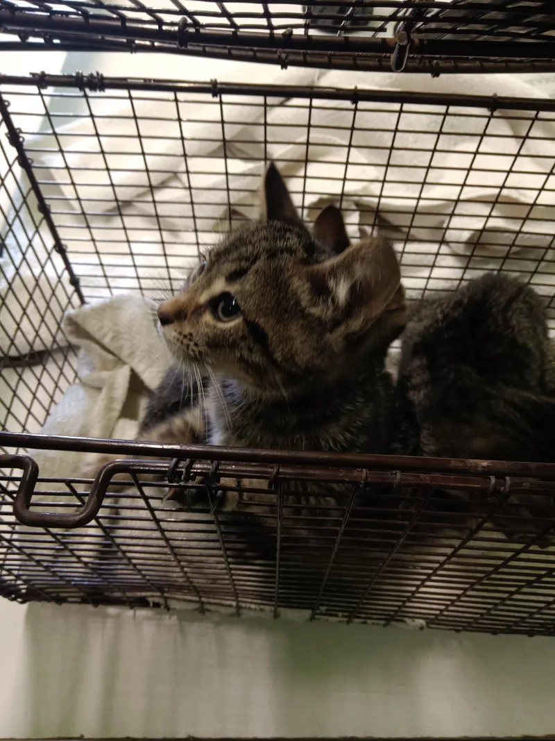 A baby small-sized female Domestic Short Hair cat named Penny for adoption in Los Angeles, CA