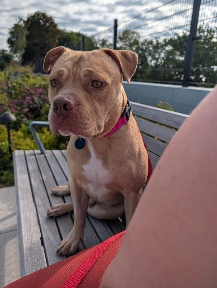 An adult medium-sized male Mixed Breed dog named Toast for adoption in Quincy, MA