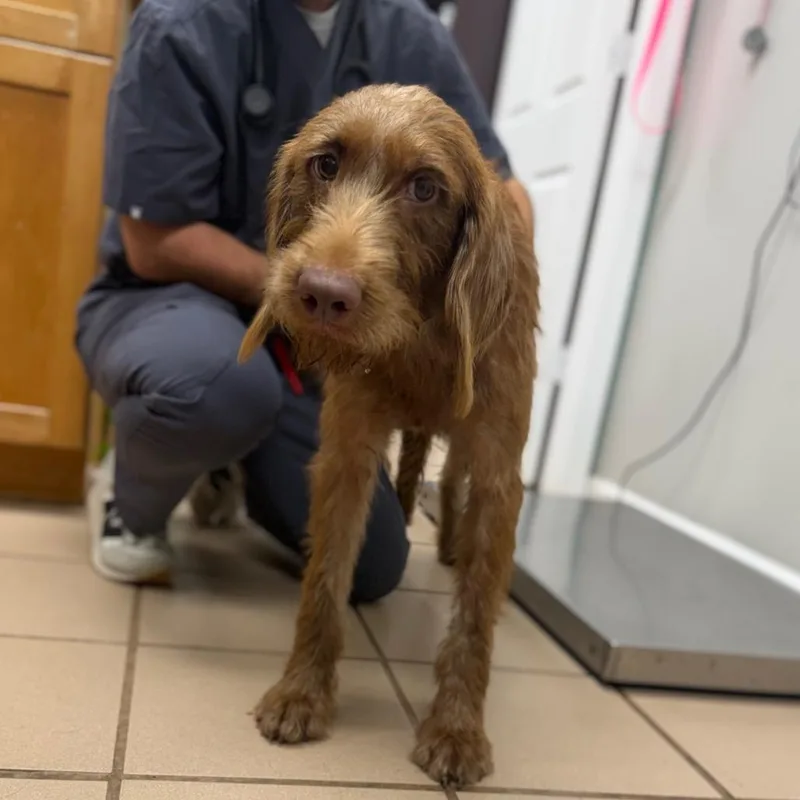 An adult medium-sized female Brown / Chocolate Chocolate Labrador Retriever dog named Reba for adoption in Starkville, MS