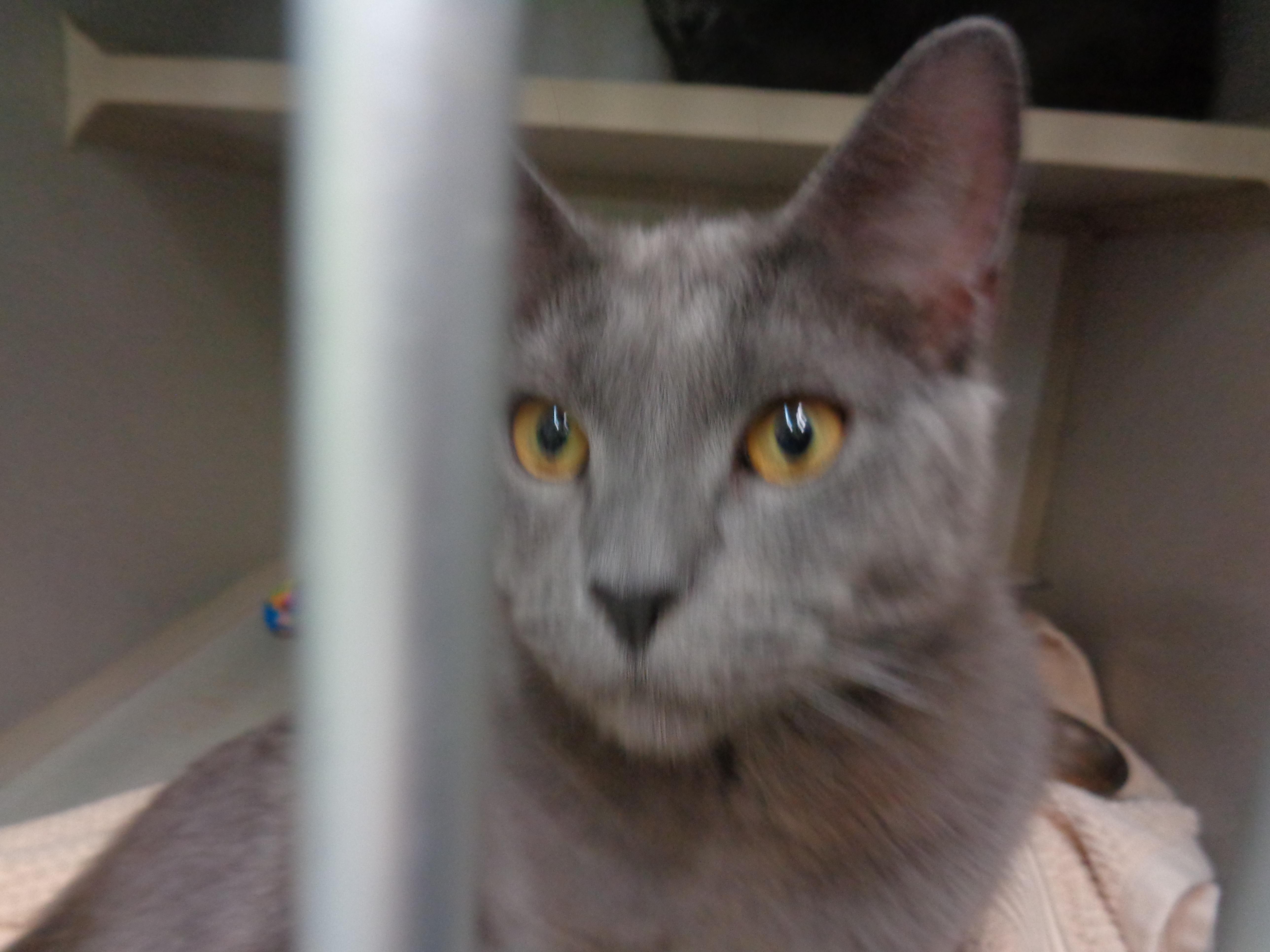 A young small-sized male Gray / Blue / Silver Domestic Short Hair cat named Semi for adoption in Delhi, NY