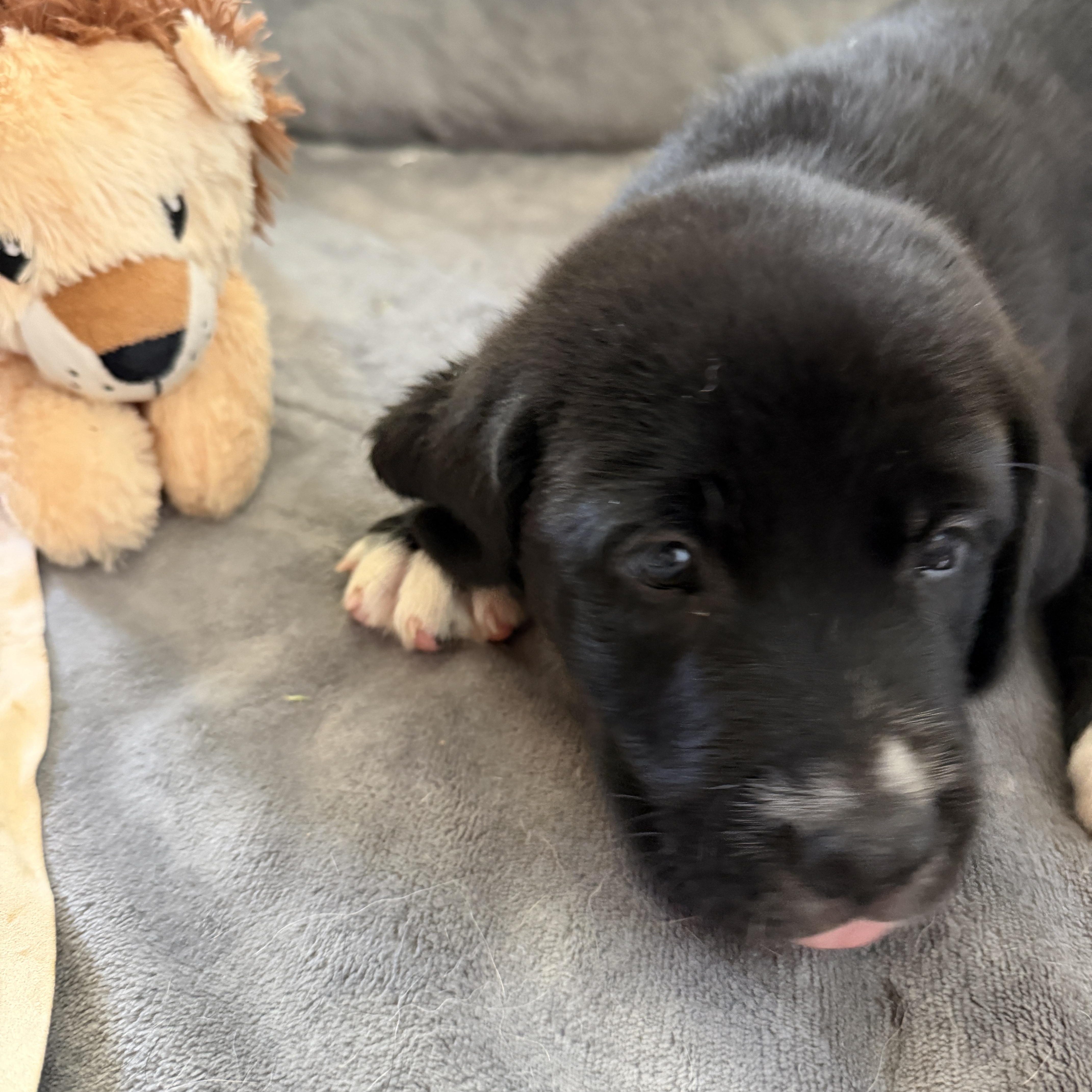 A baby large-sized male Black Labrador Retriever dog named Oakley for adoption in Gilbert, AZ