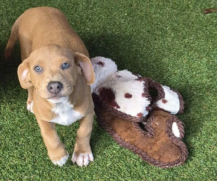 A young small-sized female Apricot / Beige Dachshund dog named Penny Lane for adoption in Carrollton, TX