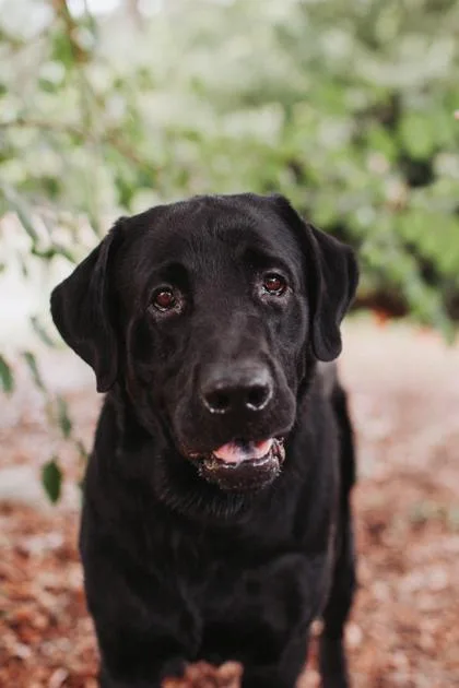 An adult large-sized male Labrador Retriever dog named a Cole for adoption in North Charleston, SC