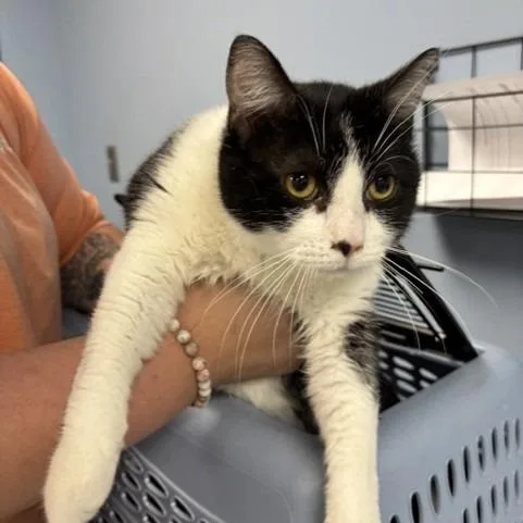 Despenser Is At Petco