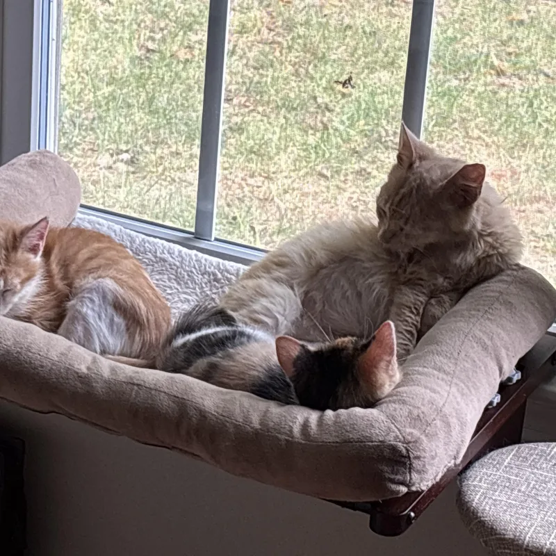 A young medium-sized female Domestic Medium Hair cat named Quincy for adoption in Easley, SC