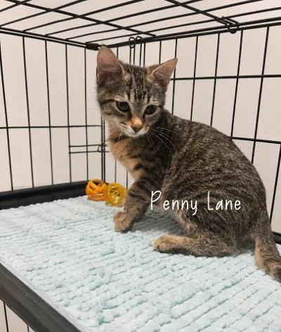 A baby medium-sized female Tabby (Brown / Chocolate) Domestic Short Hair cat named Penny Lane for adoption in Mokena, IL