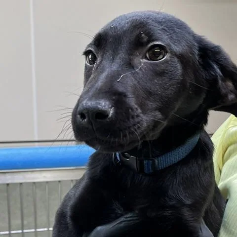 A baby small-sized male Black Retriever dog named Hershey for adoption in Baltimore, MD