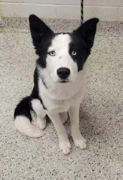 A young medium-sized male Black Border Collie dog named Kolo for adoption in Kansas City, MO