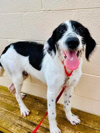 An adult large-sized male Mixed Breed dog named Fabio for adoption in West Chester, PA