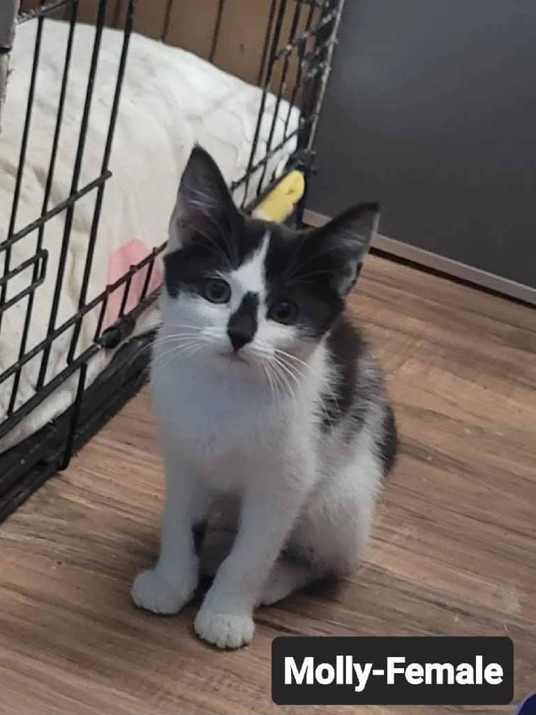 A baby small-sized female Domestic Short Hair cat named Mollie for adoption in Heyburn, ID