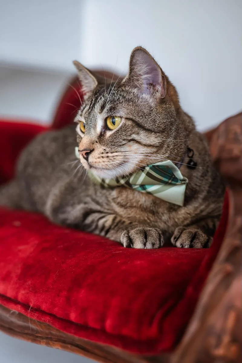 An adult large-sized male Tabby (Brown / Chocolate) Tabby cat named Charming for adoption in Houston, TX