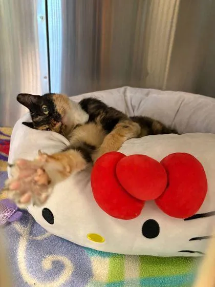 Sc Bridgette thumbnail 2