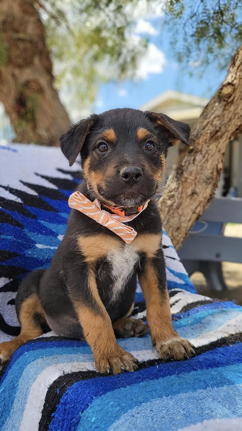 A baby large-sized male Rottweiler dog named Mr. Dinkles for adoption in Anza, CA