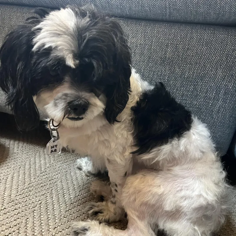 An adult small-sized male White / Cream Shih Tzu dog named Cooper for adoption in Fairfax Station, VA