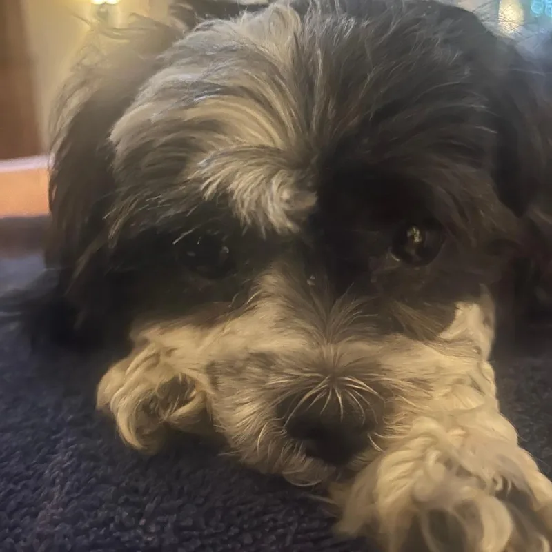Cooper thumbnail 2