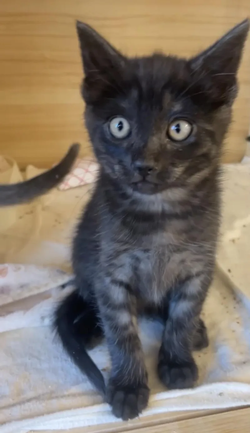 A young medium-sized male Domestic Short Hair cat named Guts for adoption in Torrey, UT