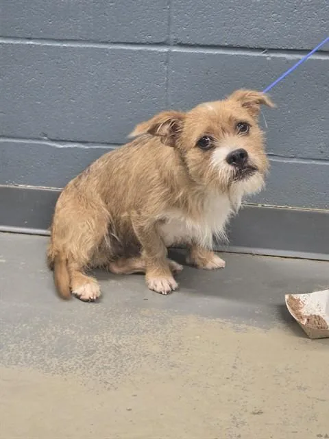 A young medium-sized male Cairn Terrier dog named Canelo for adoption in Tallahassee, FL