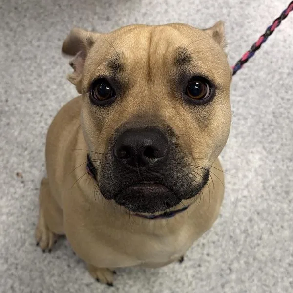 A young medium-sized female Terrier dog named Sunny for adoption in Des Moines, IA