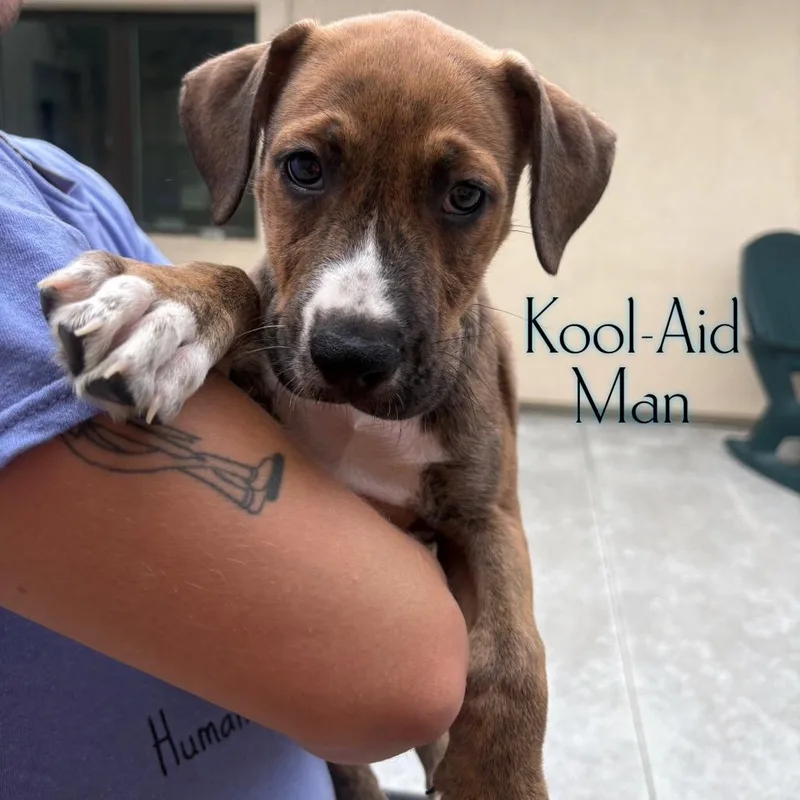 A baby small-sized male Brindle Siberian Husky dog named KoolAid Man for adoption in Parkersburg, WV