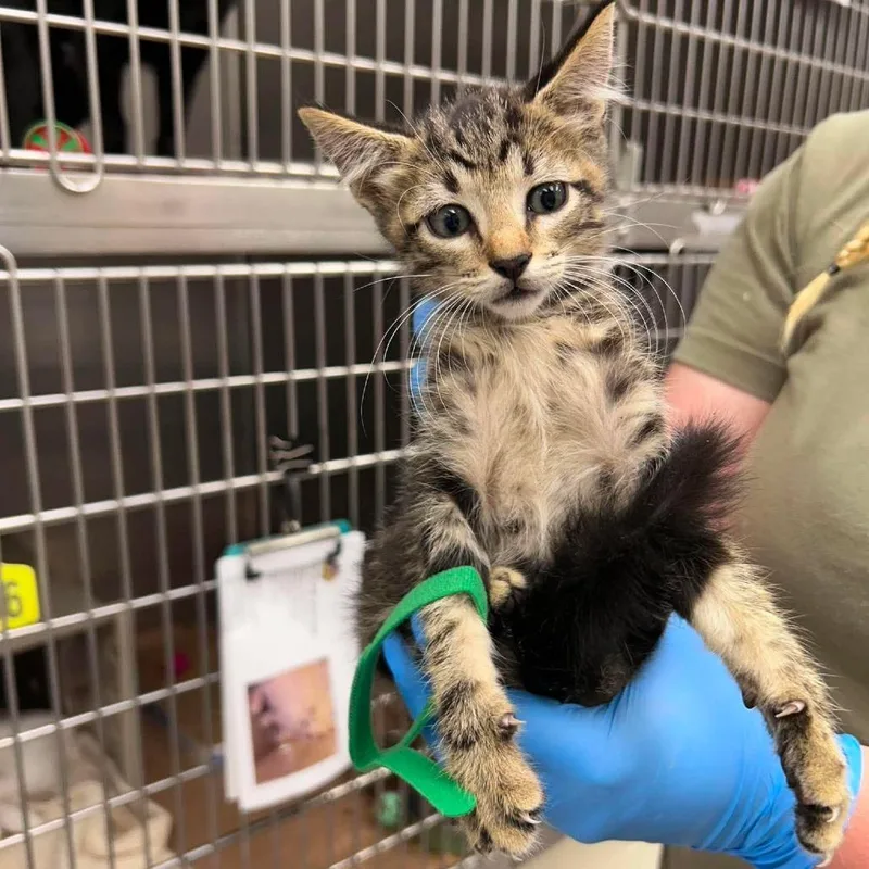A baby small-sized male Brown / Chocolate Domestic Short Hair cat named Tim for adoption in Bastrop, TX