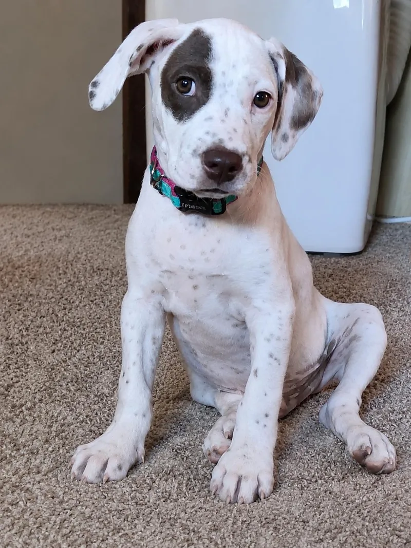 A baby medium-sized male White / Cream Pointer dog named Gulliver for adoption in Grand Rapids, MI