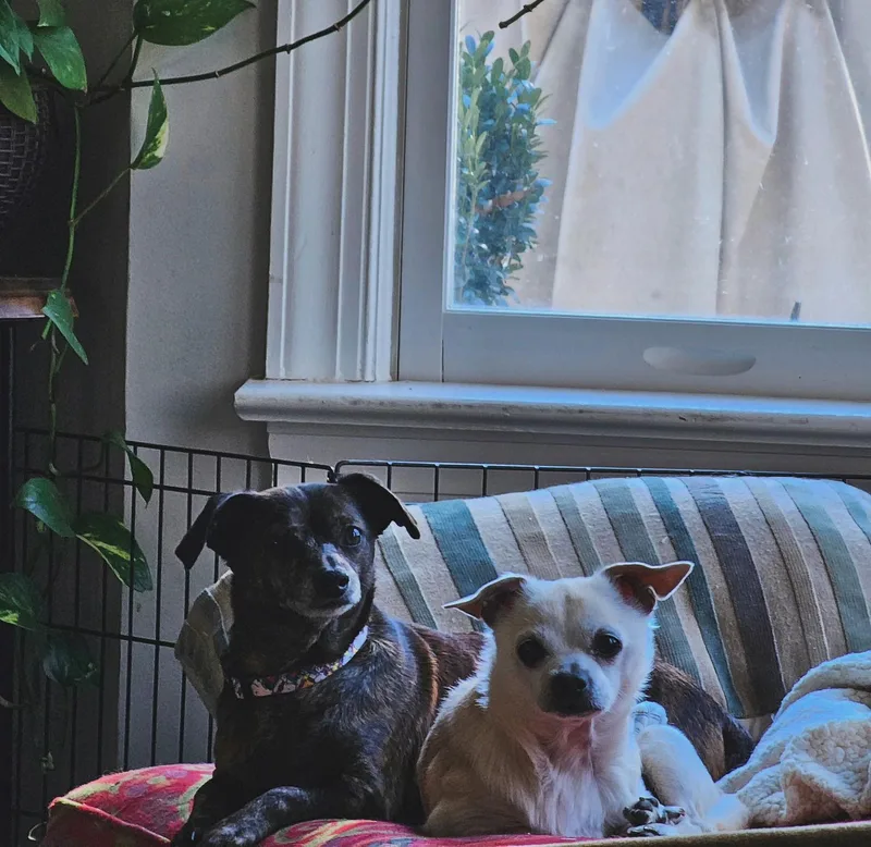 Vinny Bonded Pair W thumbnail 2