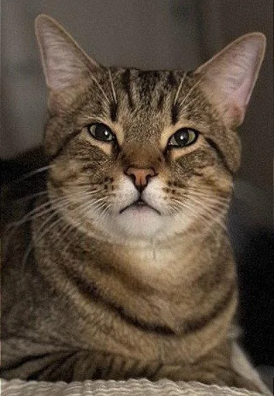 An adult medium-sized male Domestic Short Hair cat named Baby for adoption in Oviedo, FL