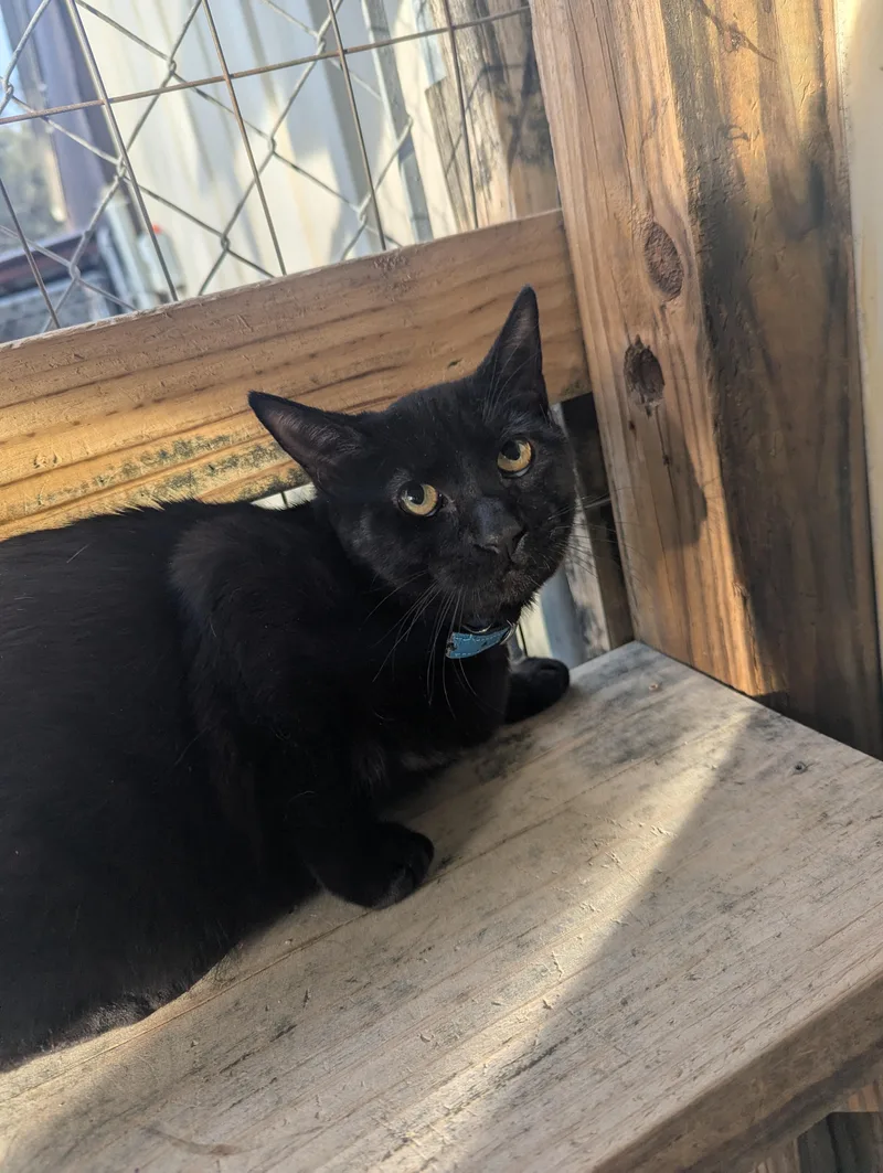 A baby medium-sized male Black Domestic Short Hair cat named Oreo for adoption in Lago Vista, TX