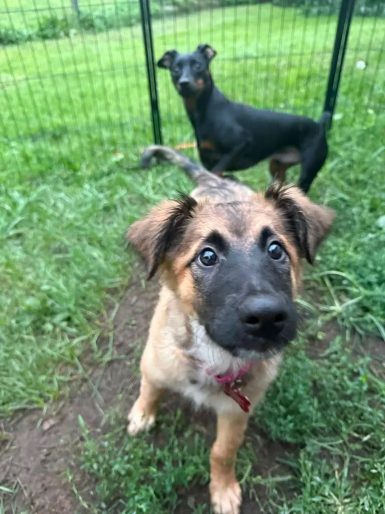 A baby medium-sized male German Shepherd Dog dog named Pierre for adoption in Houston, TX