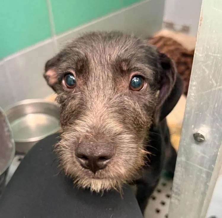 A young medium-sized male Black Schnauzer dog named Boomer for adoption in Sedalia, CO