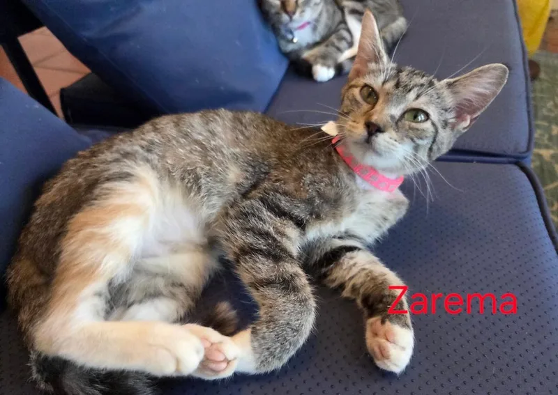 A young medium-sized female Tabby (Buff / Tan / Fawn) Tabby cat named Zarema for adoption in Las Cruces, NM