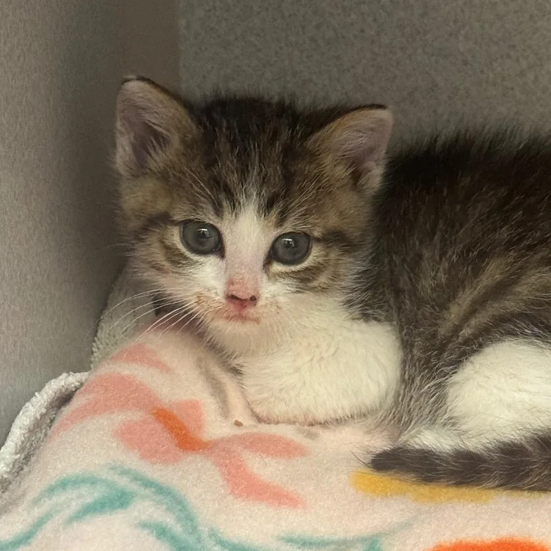 A baby medium-sized male Brown / Chocolate Domestic Medium Hair cat named Benny for adoption in Milford, IA