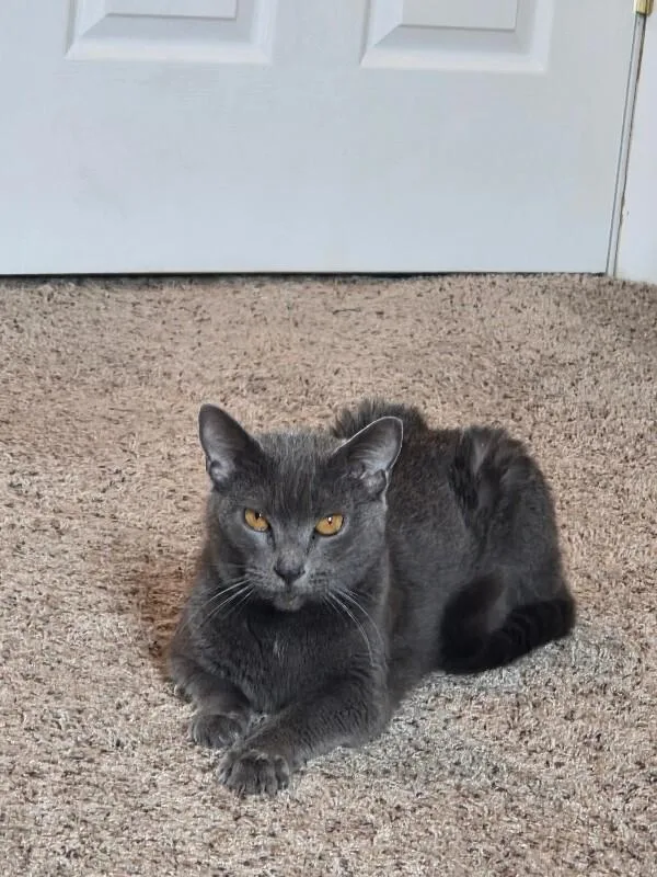 Lady Gray thumbnail 2