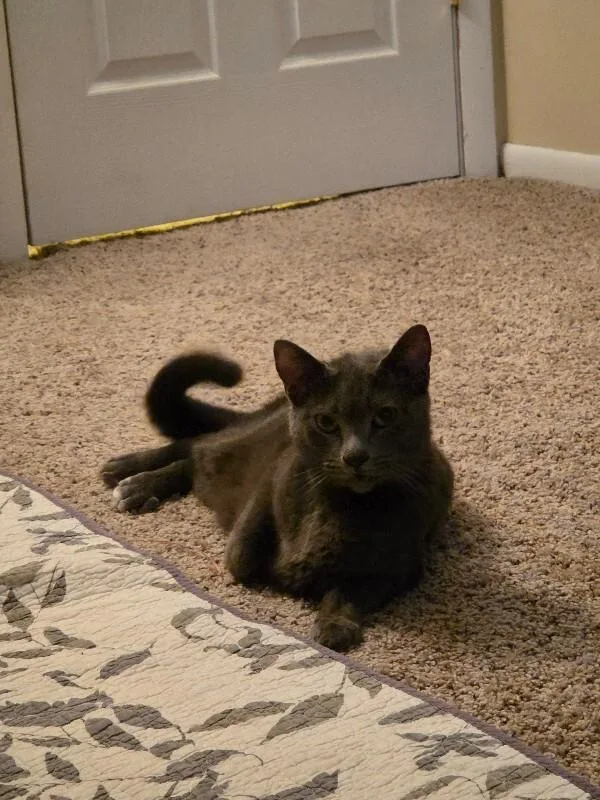 Lady Gray thumbnail 3