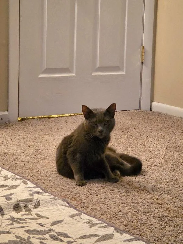 Lady Gray thumbnail 4