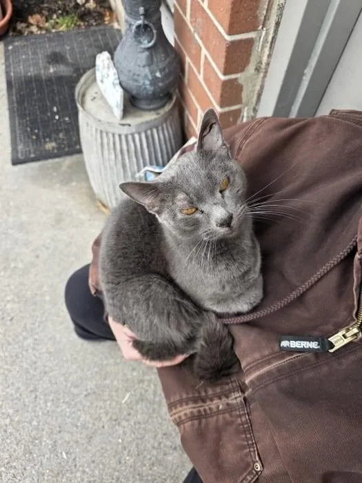 Lady Gray thumbnail 5