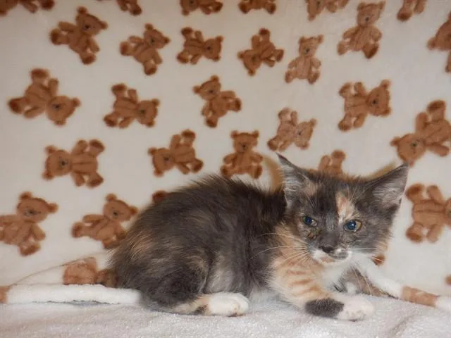A baby small-sized female Domestic Short Hair cat named Tina for adoption in San Jose, CA