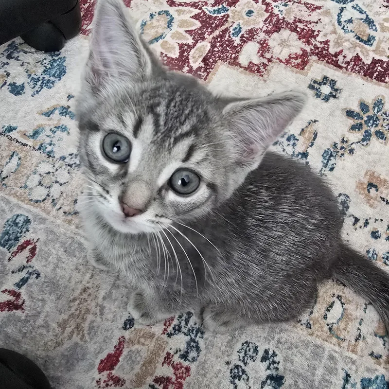A baby small-sized female Tabby (Gray / Blue / Silver) Domestic Short Hair cat named Silver Streak Best Friends for adoption in West Jefferson, OH