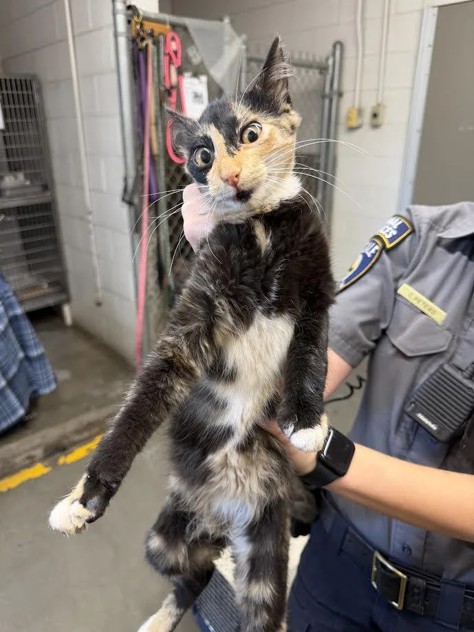 A young medium-sized female Tortoiseshell Domestic Short Hair cat named Cinder for adoption in Oakdale, CA