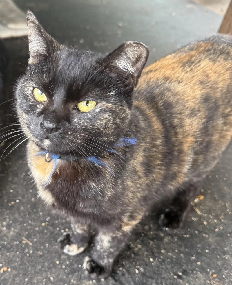 A young small-sized female Tortoiseshell Domestic Short Hair cat named Xanthra for adoption in Dunnigan, CA